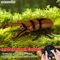 Trending Products 2025 Small Rhinoceros Beetles Model Crawling Insect Robot New Toy with Remote Control for Kids
