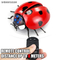 Wholesale Remote Control Simulation 3D Models Robot Plastic Remote Control Insect Animal Kids Toy