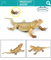 Wholesale Popular Educational 4 Piece Rubber Lizard Animal Toy