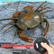 Wholesale LED Light Plastic Remote Control Animal RC Set Toy for Kids for Kids
