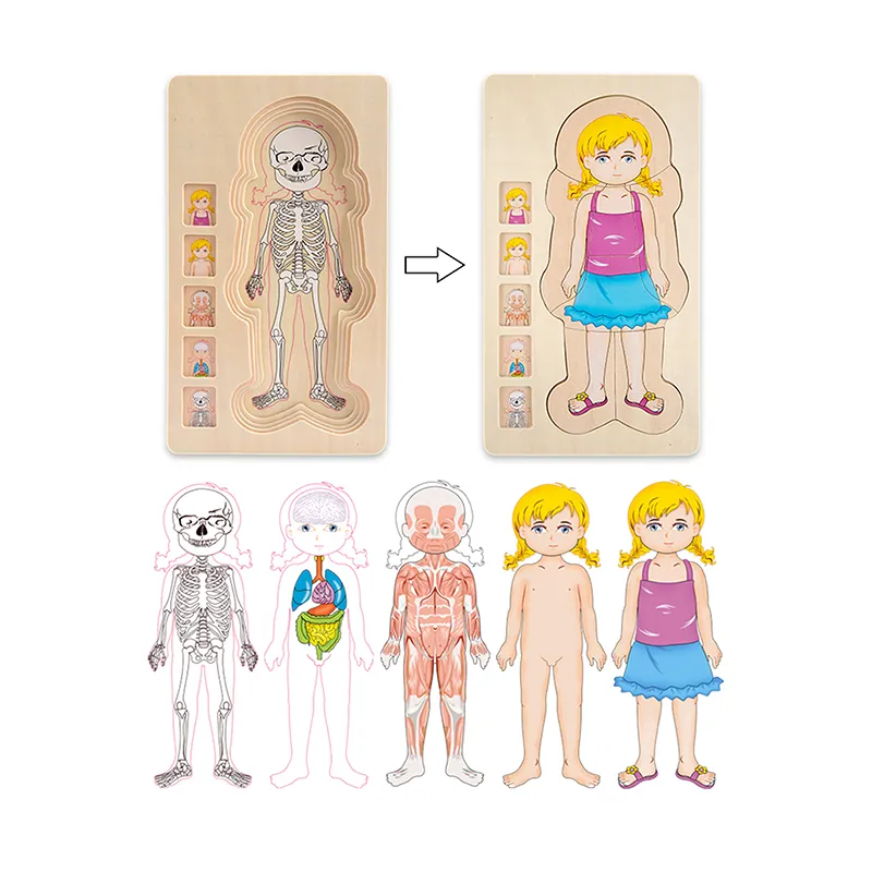 Multi Layer Montessori Human Body Structure Picture Children Educational Wood Jigsaw Puzzle Toy for Kids