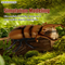 Trending Products 2025 Small Rhinoceros Beetles Model Crawling Insect Robot New Toy with Remote Control for Kids