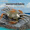 Wholesale LED Light Plastic Remote Control Animal RC Set Toy for Kids for Kids