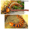 Wholesale Animal Interactive RC Remote Control Realistic Animals Plastic Toys for Children
