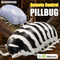 Wholesale Funny Cheap Remote Control Plastic Realistic Insects Simulation Pill Bug Model DIY Animal Toy